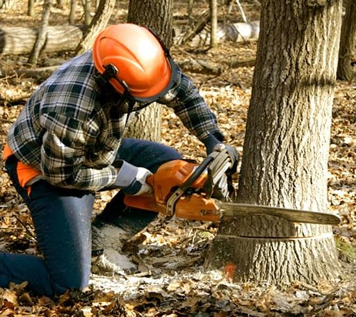 Tree Removal in Hampton, AR